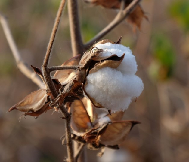 Bio-Baumwolle Bild 1